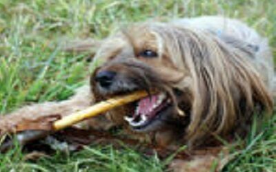 Dog Training Tip Series- Tip #5 – Replacement Theory