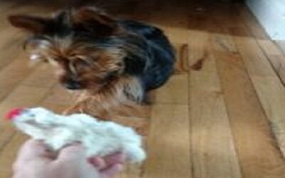 Dog Training Series- Tip #10 – How To Discipline Your Dog