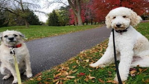 How Long Should I Walk My Dog?