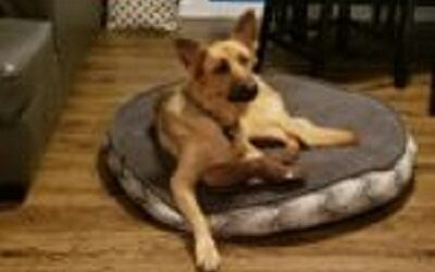 National Lost Dog Awareness Day – April 23, 2019