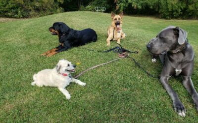 Dog Training Series- Tip# 8- Learning from Others