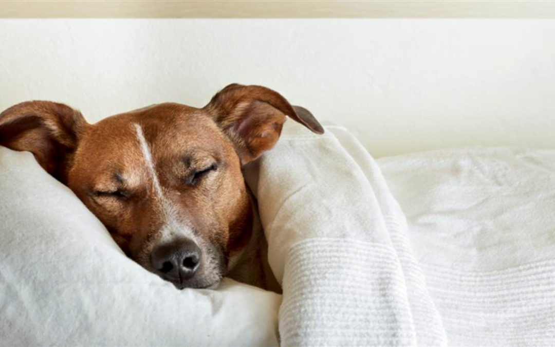 Should I co-sleep with my dog?