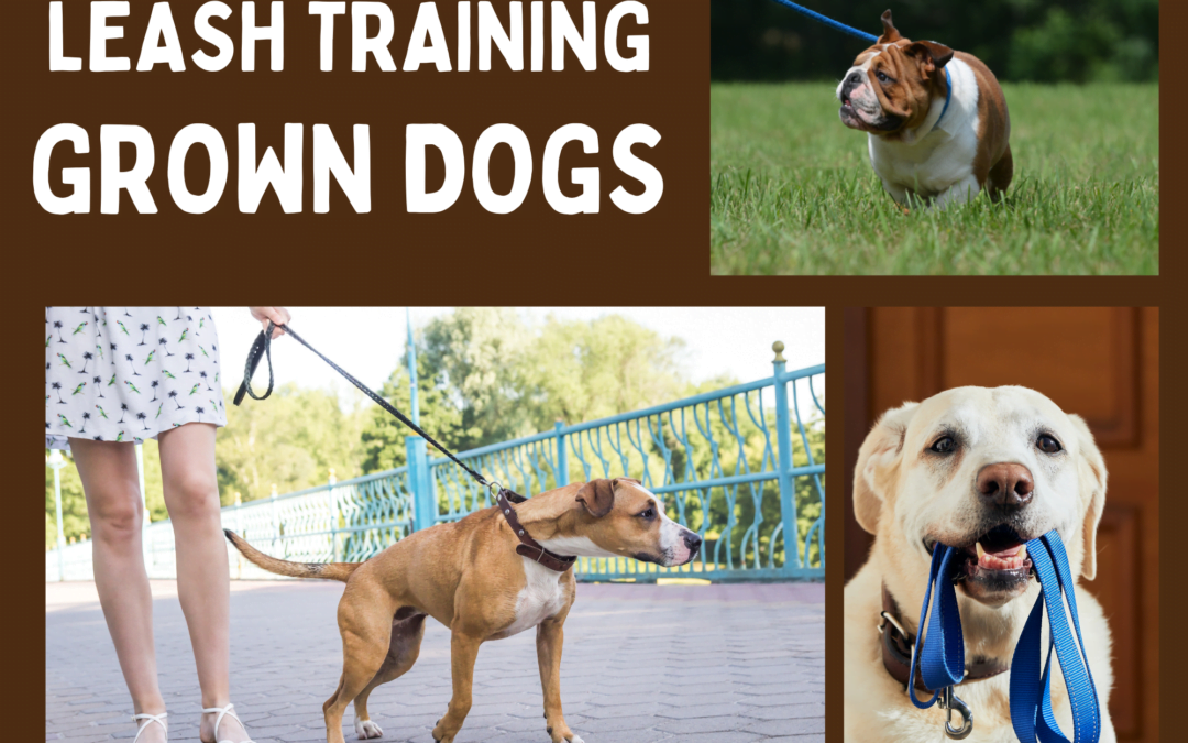 Leash Training – Grown Dogs