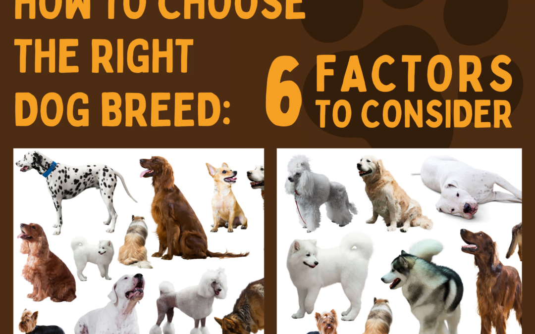 How to Choose the Right Dog Breed: 6 Factors to Consider