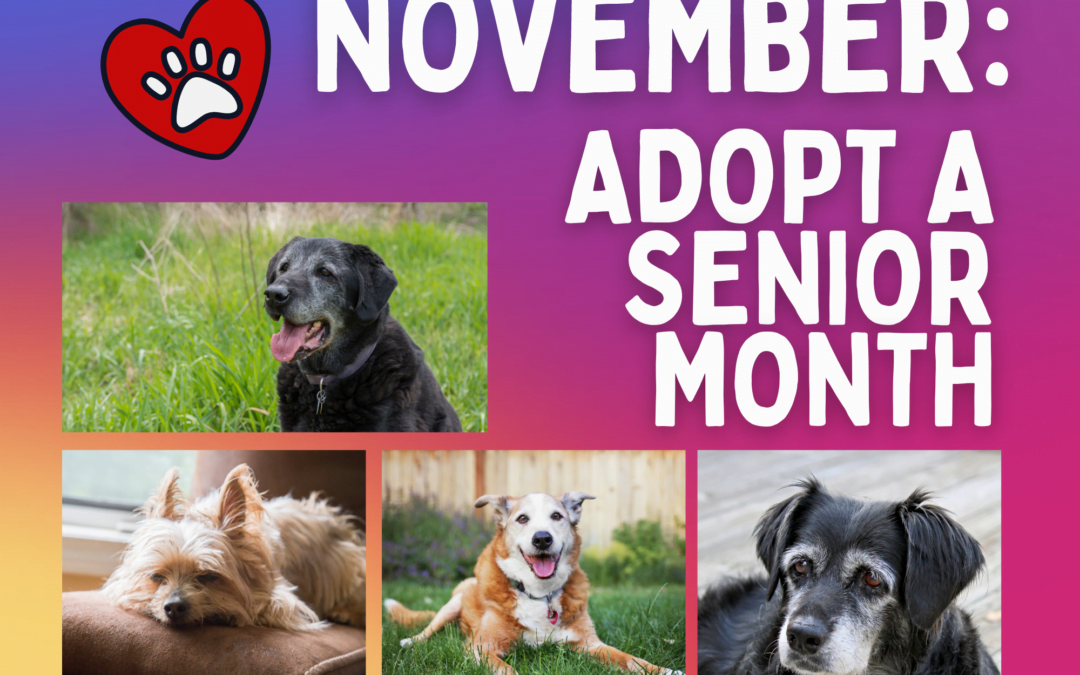 November: Adopt A Senior Month