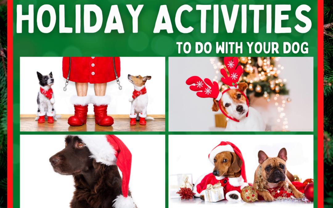 HOLIDAY ACTIVITIES TO DO WITH YOUR DOG