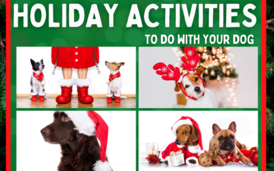 HOLIDAY ACTIVITIES TO DO WITH YOUR DOG
