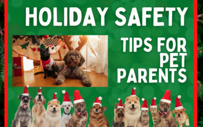 Holiday Safety Tips For Pet Parents