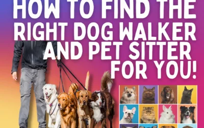 How to Find the RIGHT Dog Walker and Pet Sitter for you!