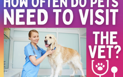 How Often Do Pets Need to Visit the Vet?