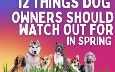 12 Things Dog Owners Should Watch Out for in Spring
